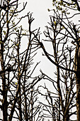 Bare Tree Branches against Cloudy Sky in Spring