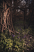 Ivy Clad Tree with Bluebells