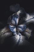 Blue Iris Flower on Black Background, Close-Up