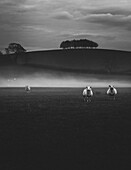 Three Sheep in Foggy Field, Gloucestershire, England, UK