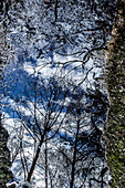 Trees Reflected in Puddle