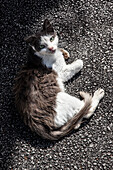 Portrait of Cat Laying on Asphalt, High Angle View