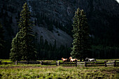 Horses Running Behind Fence with Mountains in Background