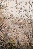 Winter Bushes, Close-Up