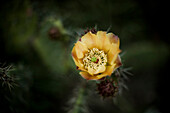 Cactus Flower, Close-Up