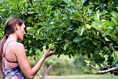 Woman picks a fresh green apple from her orchard.