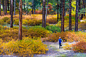 A man trail running through Gambel Oak fall colors in the San Juan National Forest, Durango, Colorado.