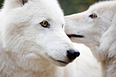 Two white wolves have mated for life after having been rescued (captivity).