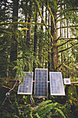 Solar panels set up in a lush temperate rainforest.