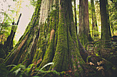 Old growth forest in British Columbia, Canada.
