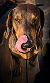 Teckel dog licking its snout