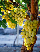 Grapes in San Joaquin Valley, California, United States of America, North America