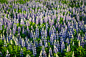 Lupine flowers, Reykjavik, Iceland, Polar Regions