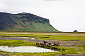 Wild horses, South Iceland, Iceland, Polar Regions