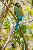 Guardabarranco (turquoise-browed motmot), national bird of Nicaragua, on the slopes of Telica volcano, Leon, Nicaragua, Central America