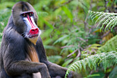 Male mandrill (Mandrill sphinx), Parc de la Lekedi, Haut-Ogooue, Gabon, Africa