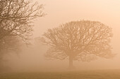 Trees in fog at sunrise in winter, Black Dog, Devon, England, United Kingdom, Europe