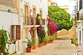 Street in Ibiza old town, Ibiza, Balearic Islands, Spain, Mediterranean, Europe