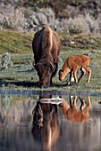 Bison (Bison bison) cow and calf, Yellowstone National Park, UNESCO World Heritage Site, Wyoming, United States of America, North America