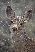 Young mule deer (Odocoileus hemionus) in a snow storm in the Spring, Yellowstone National Park, Wyoming, United States of America, North America
