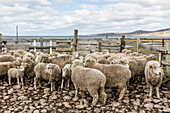 Sheep waiting to be shorn at Long Island Sheep Farms, outside Stanley, Falkland Islands, U.K. Overseas Protectorate, South America