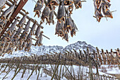 Codfish, the main product of the Lofoten Islands exposed to dry to the sun and air, Hamnoy, Lofoten Islands, Arctic, Norway, Scandinavia, Europe