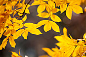 Sand Hickory tree (Carya Pallida) part of the family of Juglandaceae, London, England, United Kingdom, Europe