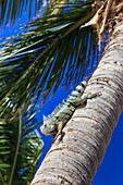 Green iguana (iguana iguana), dorsal crest in profile, descends palm tree trunk, Orient Beach, St. Martin (St. Maarten), West Indies, Caribbean, Central America