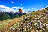 Hiker walking along a trail surrounded by spring flowers near Cima della Rosetta in the Orobie Alps, Lombardy, Italy, Europe