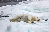 Adult polar bear (Ursus maritimus) stretching on first year sea ice in Olga Strait, near Edgeoya, Svalbard, Arctic, Norway, Scandinavia, Europe