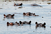 Hippopotamus (Hippopotamus amphibius), Khwai Concession Area, Okavango Delta, Botswana, Africa