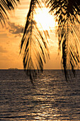 A tropical sunset through palm leaves on an island in the Maldives, Indian Ocean, Asia