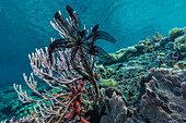 Hard and soft corals and crinoid underwater on Sebayur Island, Komodo Island National Park, Indonesia, Southeast Asia, Asia