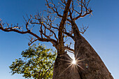The Australian boab tree (Adansonia gregorii), Camden Harbour, Kimberley, Western Australia, Australia, Pacific