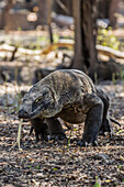 Adult Komodo dragon (Varanus komodoensis) in Komodo National Park, Komodo Island, Indonesia, Southeast Asia, Asia