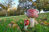 Fly agaric toadstool (Amanita muscaria) growing in grassland, Coate Water Country Park, Swindon, Wiltshire, England, United Kingdom, Europe