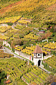 Vineyards in autumn, Esslingen, Baden Wurttemberg, Germany, Europe