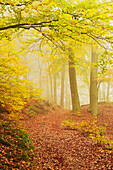 Autumn forest around Karlovy Vary, Czech Republic, Europe