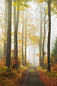 Autumn forest around Karlovy Vary, Czech Republic, Europe