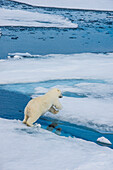 Polar bear (Ursus maritimus) on a ice floe in the Arctic shelf, Svalbard, Arctic