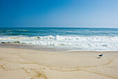 Long sandy beach in the Hamptons, Long Island, New York State, United States of America, North America