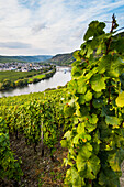 Vineyards around the Moselle at Trittenheim, Moselle Valley, Rhineland-Palatinate, Germany, Europe