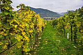 Vineyard in Duernstein, Danube, Wachau Cultural Landscape, UNESCO World Heritage Site, Austria, Europe