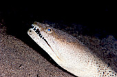 King spotted snake eel (Ophichthus ophis), Dominica, West Indies, Caribbean, Central America