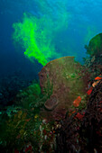 Giant sponge showing how it filters water with the use of dye, Dominica, West Indies, Caribbean, Central America