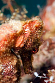 Longsnout seahorse (Hippocampus reidi), Dominica, West Indies, Caribbean, Central America