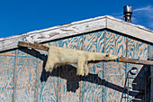 Skin of polar bear (Ursus maritimus), Inuit village, Ittoqqortoormiit, Scoresbysund, Northeast Greenland, Polar Regions