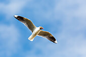 Adult brown-hooded gull (Larus maculipennis), Puerto Pyramides, Peninsula Valdes, Argentina, South America