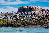 South American terns (Sterna hirundinacea) near Rio Deseado, Puerto Deseado, Santa Cruz, Patagonia, Argentina, South America