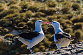 Adult black-browed albatross (Thalassarche melanophrys) pair, nesting site on New Island, Falklands, South Atlantic Ocean, South America